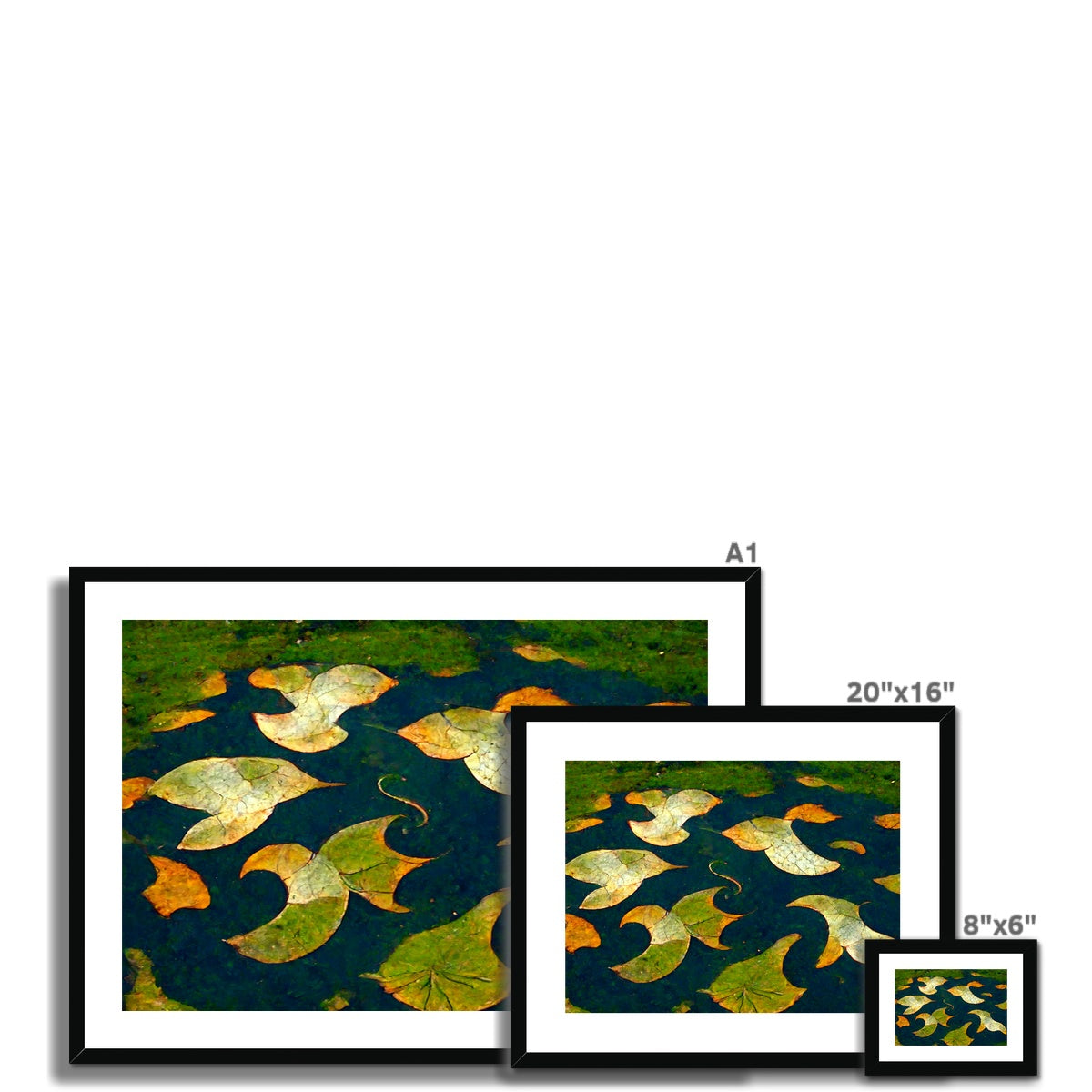Pond Dreams Framed & Mounted Print
