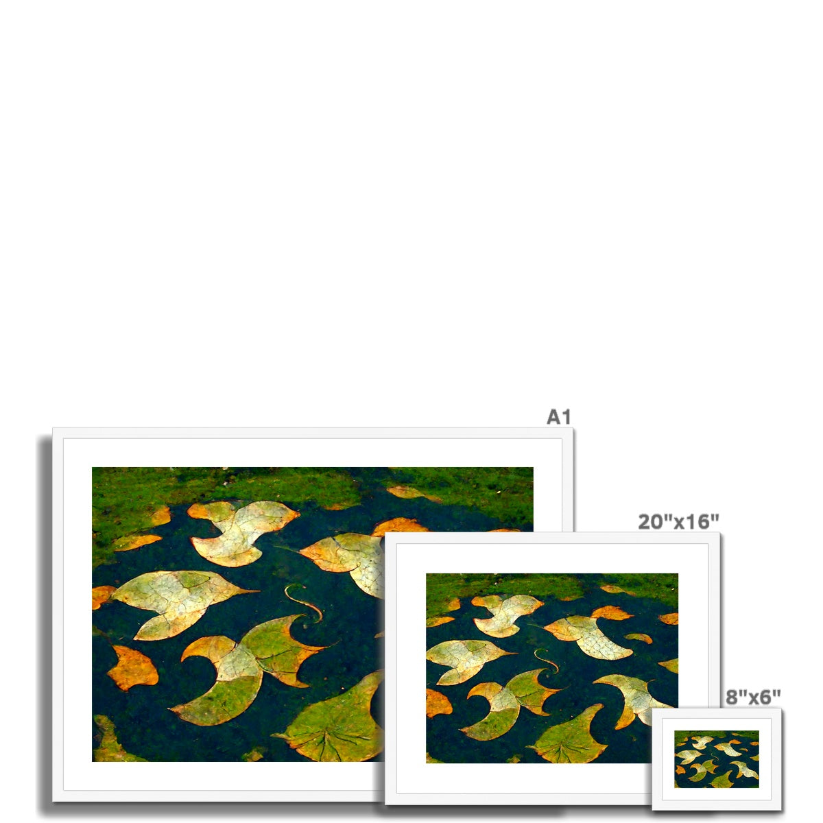 Pond Dreams Framed & Mounted Print