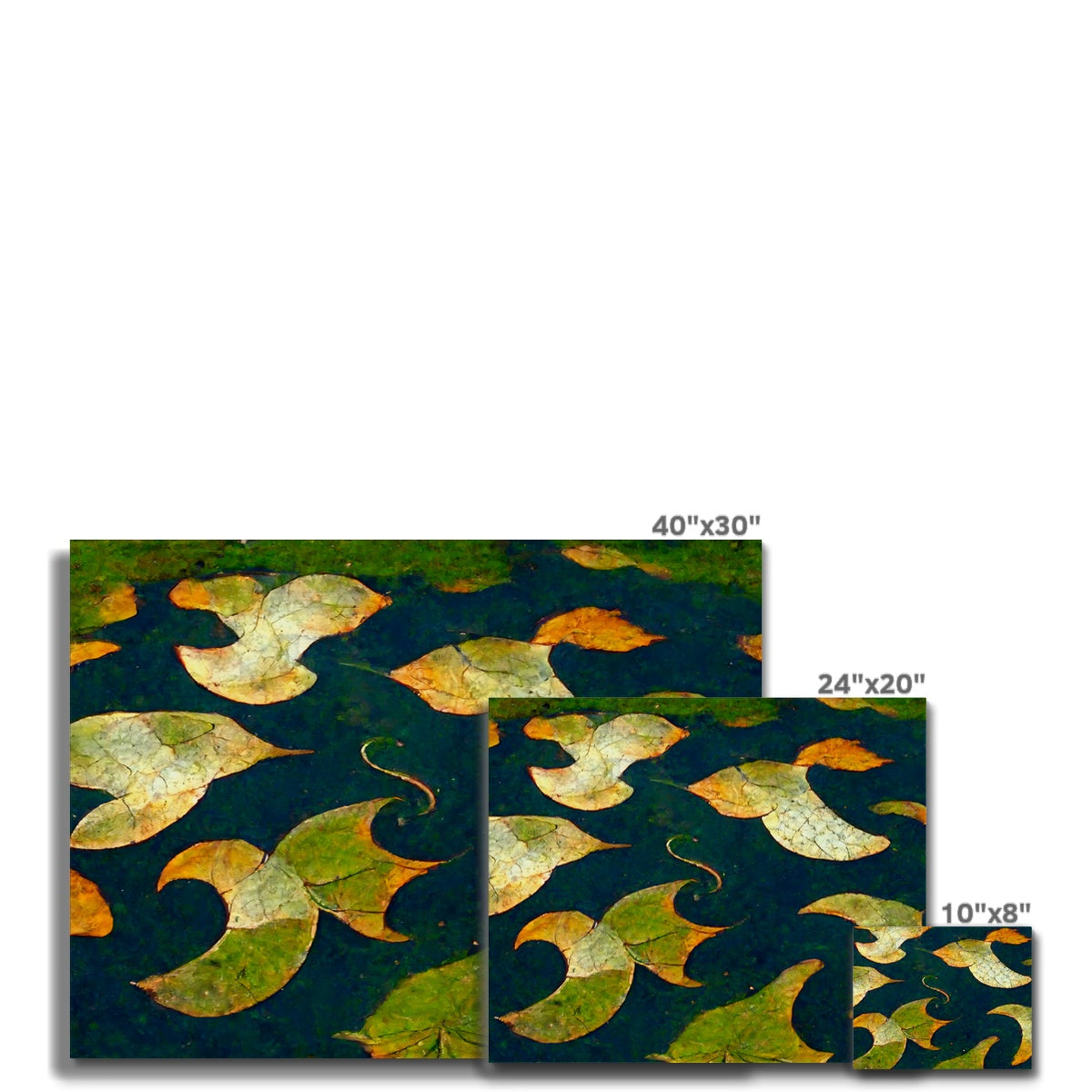 Pond Dreams Canvas