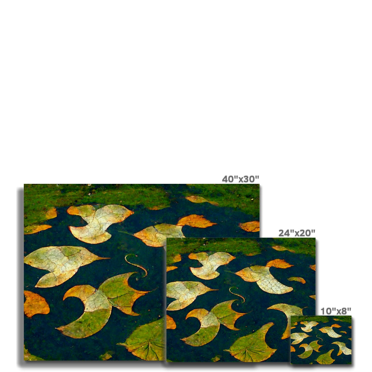 Pond Dreams Canvas
