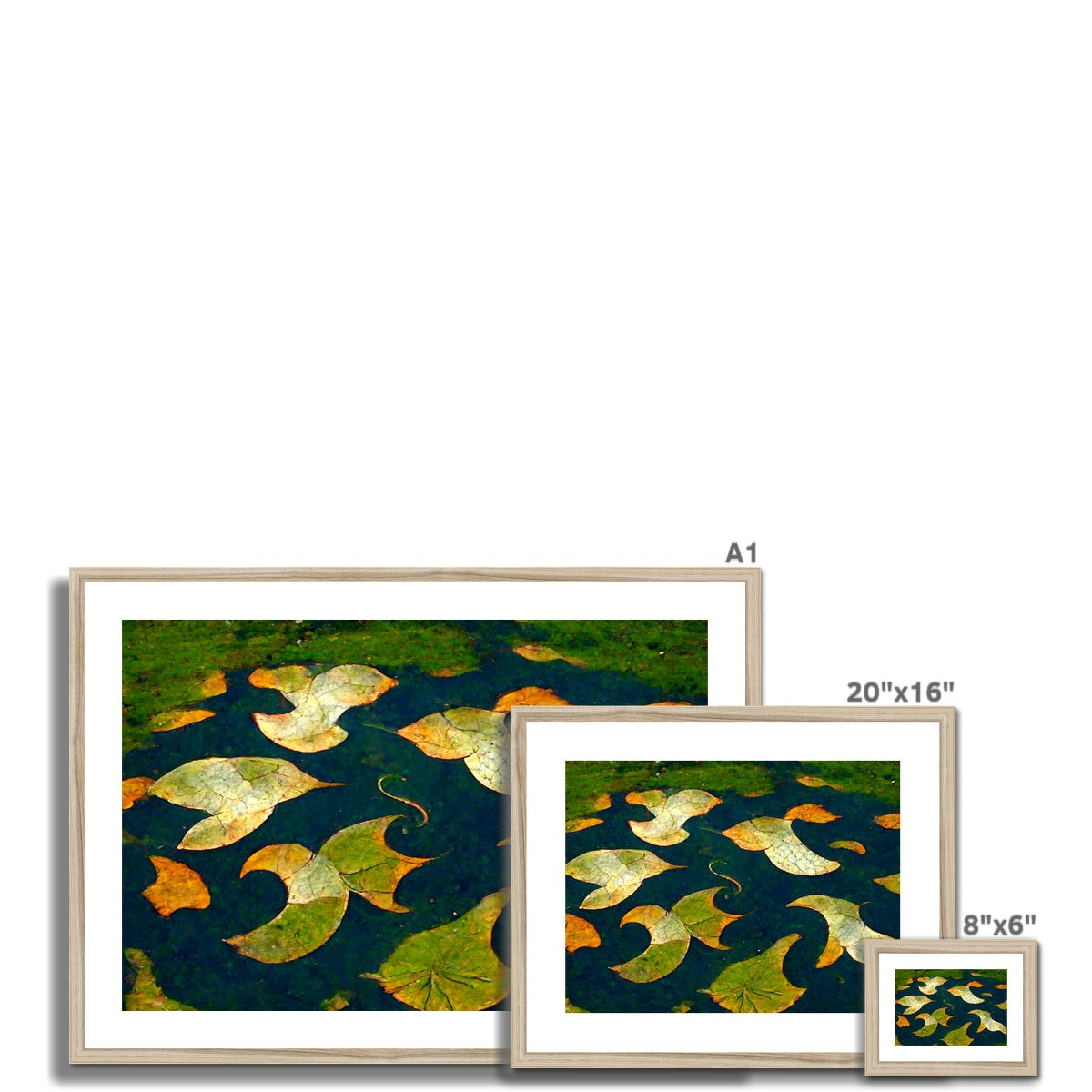 Pond Dreams Framed & Mounted Print
